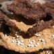 A termite fungus garden. Courtesy James Cook University